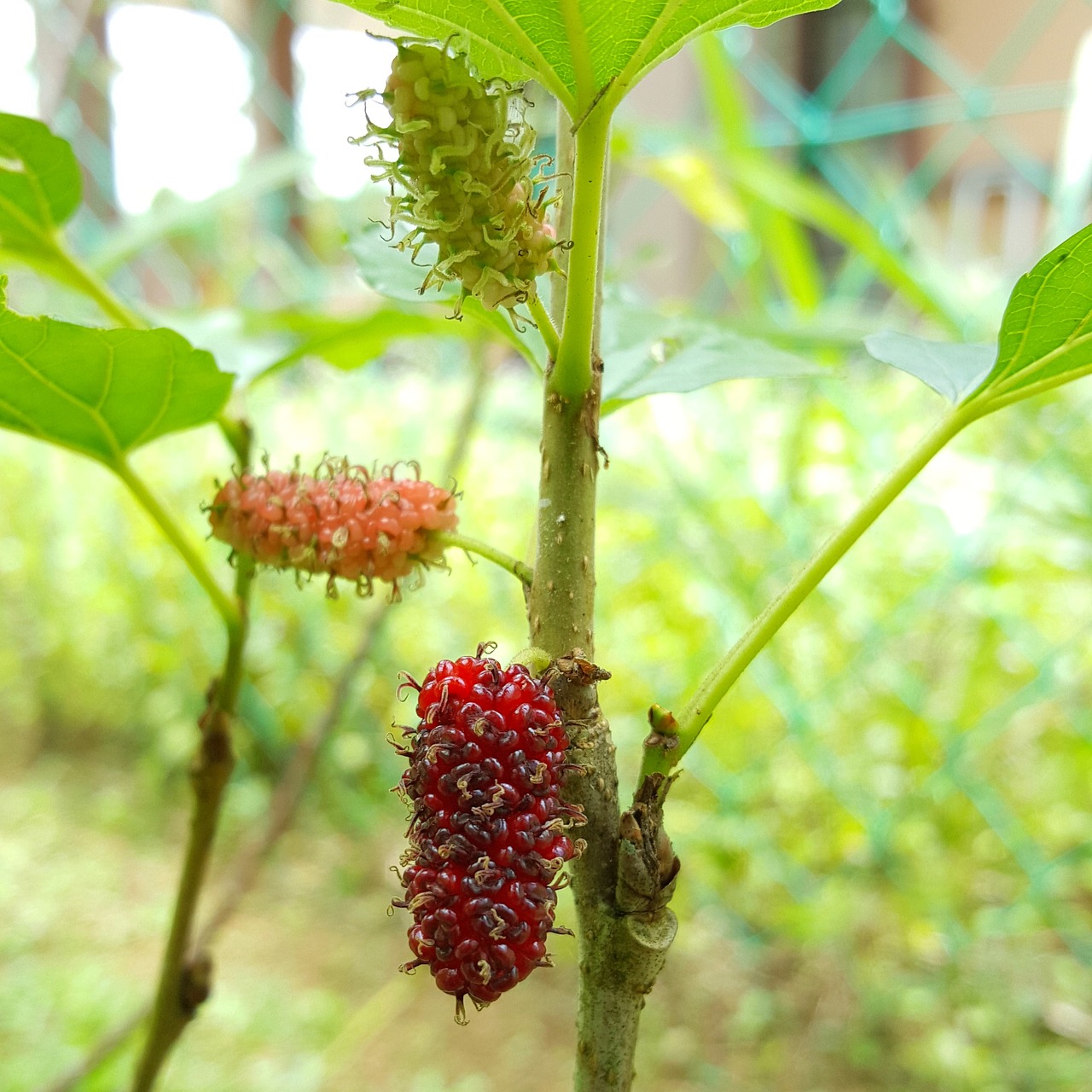 The Science of Antioxidants - Protecting Your Health